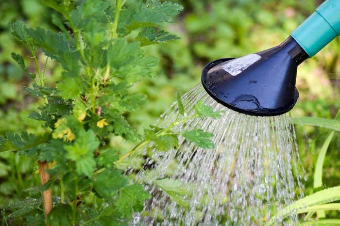 5 Plumbing Tips for Garden Irrigation Systems