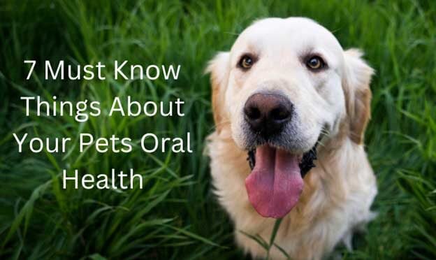 7 must know things about your pets oral health