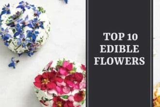 A List of Top 10 Edible Flowers