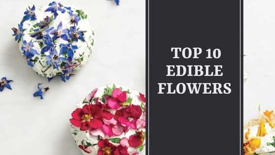 A List of Top 10 Edible Flowers