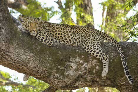 African Leopard