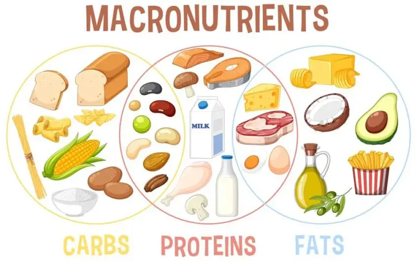 Macronutrients