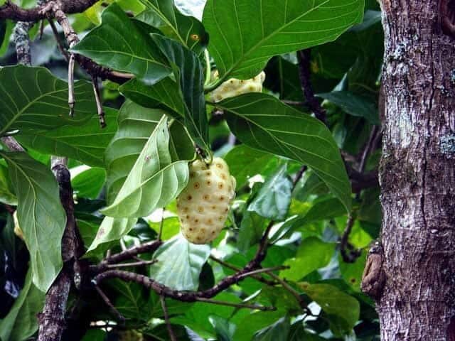 Tahitian noni