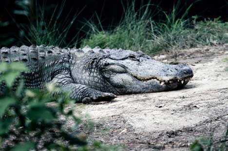 Nile Crocodile