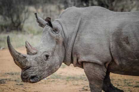 Rhino