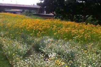 Wild Flowers at Londons Olympic Park