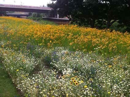 Wild Flowers at Londons Olympic Park