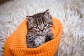 cute little grey kitten sleeps white fur