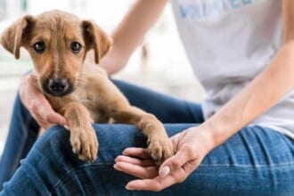 cute rescue dog shelter being held by woman