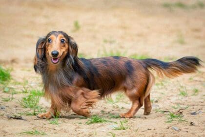 dog breed longhaired dachshund closeup playing sand