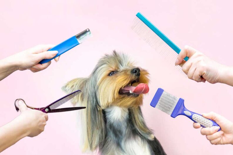 dog grooming salon haircut scissors comb pet gets beauty treatments dog beauty salon