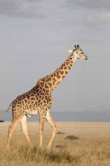 giraffe 171318 340