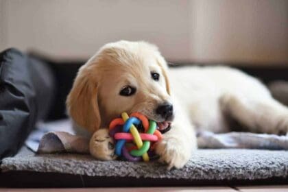 golden retriever dog puppy playing with toy