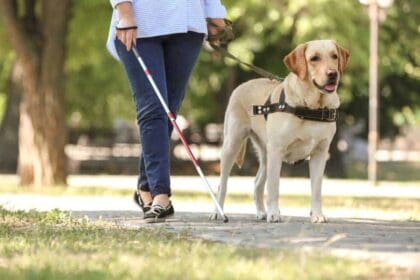 guide dog helping blind woman park
