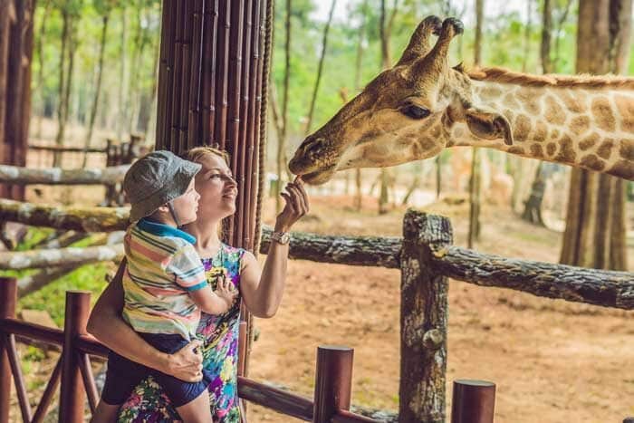 happy mother son watching feeding giraffe zoo happy family having fun with animals safari park warm summer day