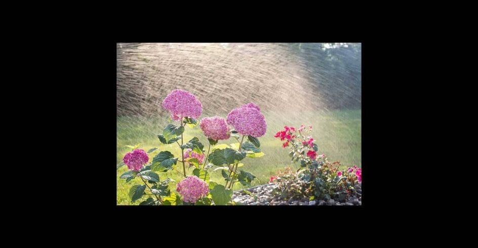 hydrangeas 4366894 640