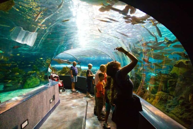 image visitors take pictures glass tunnel aquarium min
