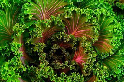 leafy vegetables