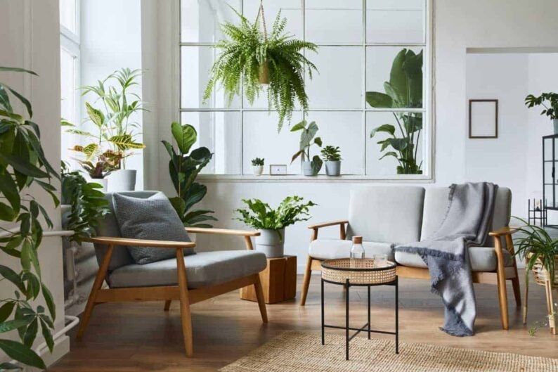 modern scandinavian interior living room with design grey sofa armchair lot plants coffee table carpet personal accessories cozy home decor
