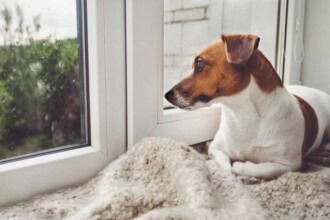 sad dog is lying window waiting owner