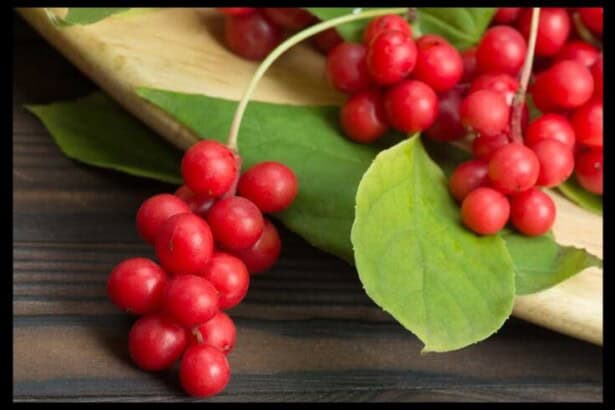 schisandra berry