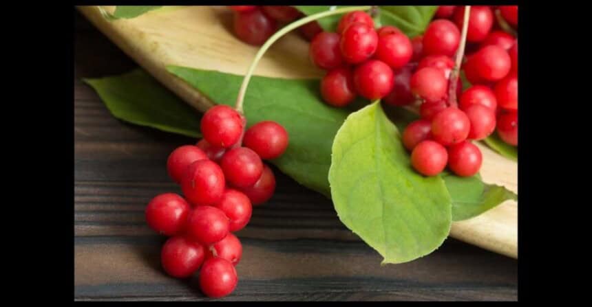 schisandra berry