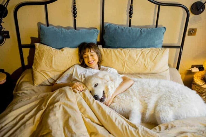 woman sleeps with her huge cute dog bed