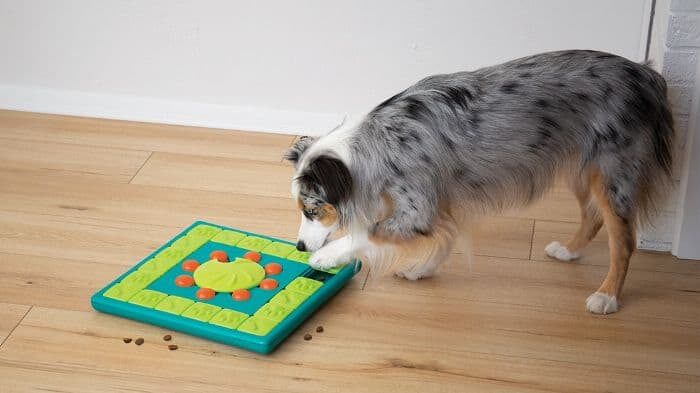 puzzle-toys-benefit-your-dogs-mental-health