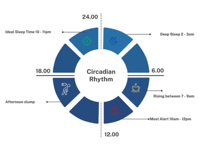 circadian rhythm