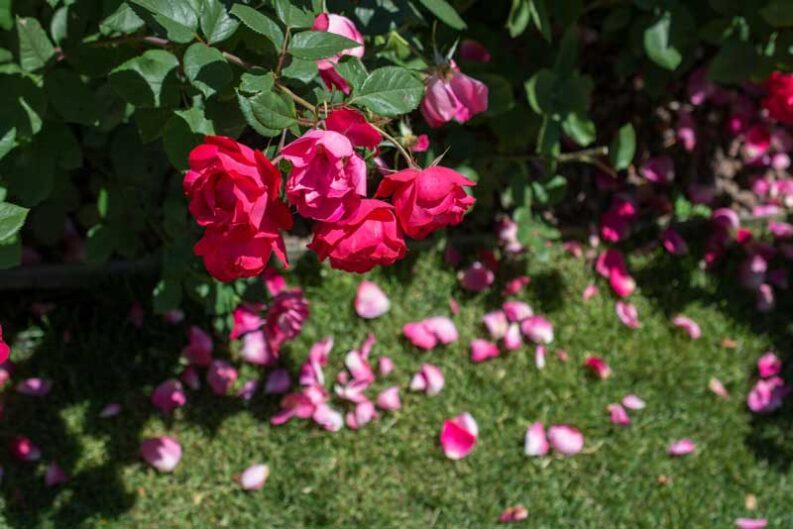 blooming beautiful colorful roses in the garden original 1
