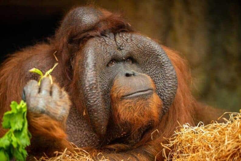 bornean orangutan scaled