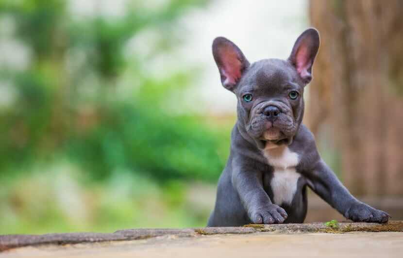 French Bulldog