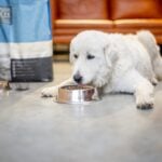 Dog eats dry food from a bowl