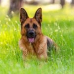 Adult German Shepherd Dog Laying on Grass. Purebred Dog Portrait