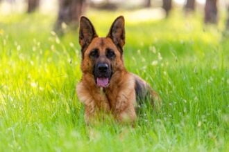 Adult German Shepherd Dog Laying on Grass. Purebred Dog Portrait