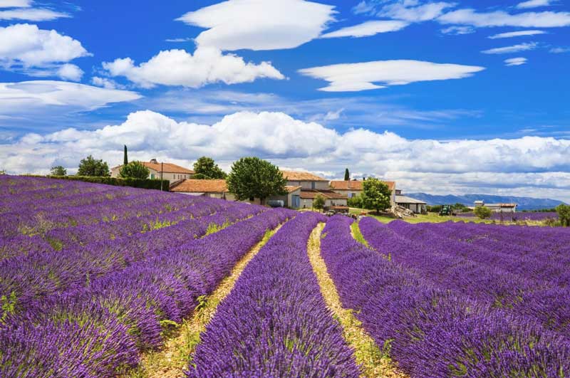 Feelds of blooming lavander Valensole Provence France europe